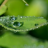 Три капли воды. :: Лилия Гудкова