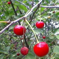 Созрели вишни в моём саду!... :: Миша Любчик