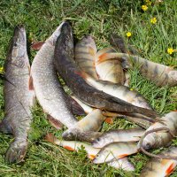 рыбалка в сибири :: evgeny 