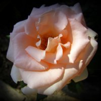 Чайная роза . :: Мила Бовкун