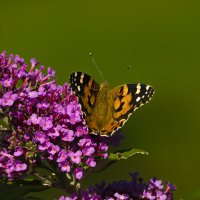 Бабочки- цветные фантики... :: Лариса Н