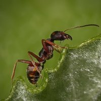 Обыкновенный муравей :: GaL-Lina .