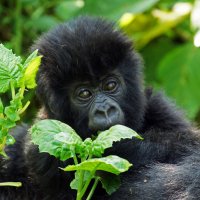 Детеныш горной гориллы (Руанда) :: Гаврилова Светлана 