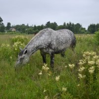 Серый конь возле цветущего лабазника :: Елена Глебова