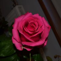 Любовь - таинственный цветок! :: zoja 