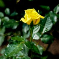Желтая роза :: Андрей Зайцев