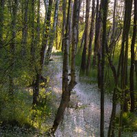 Рано утром. :: Lidija Abeltinja