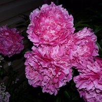 Розовые пионы – это романтика...... :: Galina Leskova