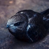 Littel bird :: Анна Каспер