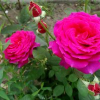 Июльские розы... :: Тамара (st.tamara)
