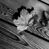 Maple Leaf :: SMart Photograph