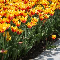 Фестиваль тюльпанов в парке Эмирган :: Марат Рысбеков