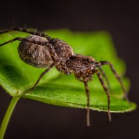 Самка паука-волка :: Николай Мелонов