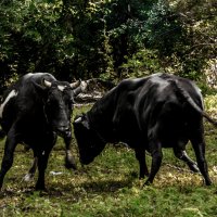 black bull challenge :: Николай Таран 