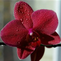 орхидея :: ирэн 