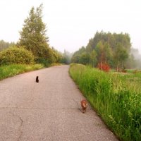Утренняя прогулка с кошками :: Наталья Серегина