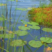 На водной глади озера. :: Николай Масляев