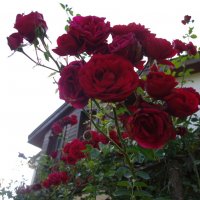 любовь розы дома :: İsmail Arda arda