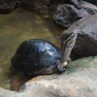 Европейская болотная черепаха :: Natalia Harries