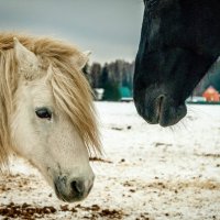 Пони и кони :: Шелли МакЛир