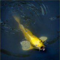 Золотая рыбка :: Игорь Сорокин