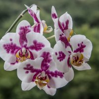 Орхидеи :: Elena Ignatova