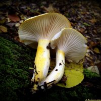 Древесные грибы :: Андрей Заломленков