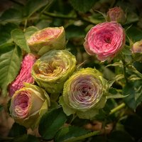 Просто розы :: Marina Timoveewa