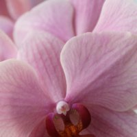 орхидея :: Ирина 