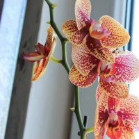 Мои любимые орхидеи (Фалеонопсис) :: Лина Свиридова