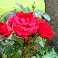Роза красная :: laana laadas