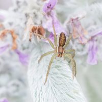 О пауке и мухе :: Соня Орешковая (Евгения Муравская)