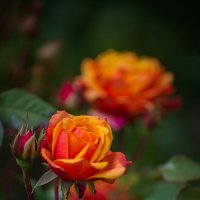 Желтая роза :: Софья Оганова