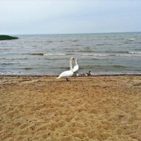 Лебеди на заливе. :: Валерия Комова