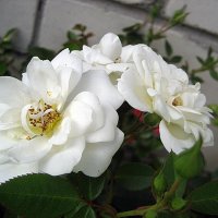 Белая роза :: laana laadas
