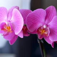 Орхидея :: Александр Гапоненко