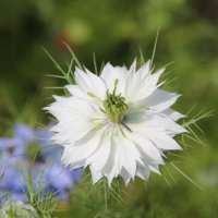 Белый цветок :: Николай Полыгалин