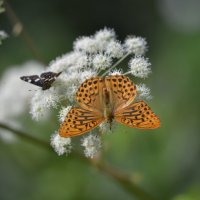бабочки :: Сергей Жарков