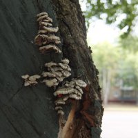 Древесный гриб - тот ещё фрукт! :: Наталья Тимошенко