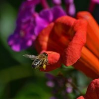 Чуть-чуть о пчёлах... :: Tatiana Kretova