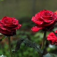 Красная роза -  эмблема любви... :: Андрей Зайцев