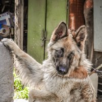 Собака -друг человека :: Вадим Куликов 