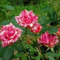 Пёстрые розы :: Нина Бутко