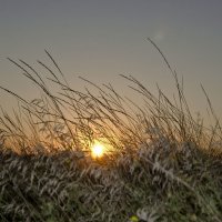 солнце в поле :: Завриева Елена Завриева