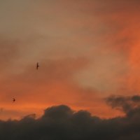 Птицы на закате :: Катя Шерабурко