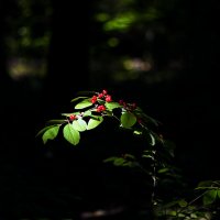 forest light :: Zinovi Seniak