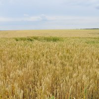 Пшеница :: Olga Kovalski