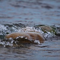 Вода камень точит :: Ольга Логинова