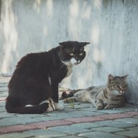 Уличные коты :: Иван Архипов