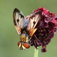 Красивая  муха :: Геннадий Супрун
